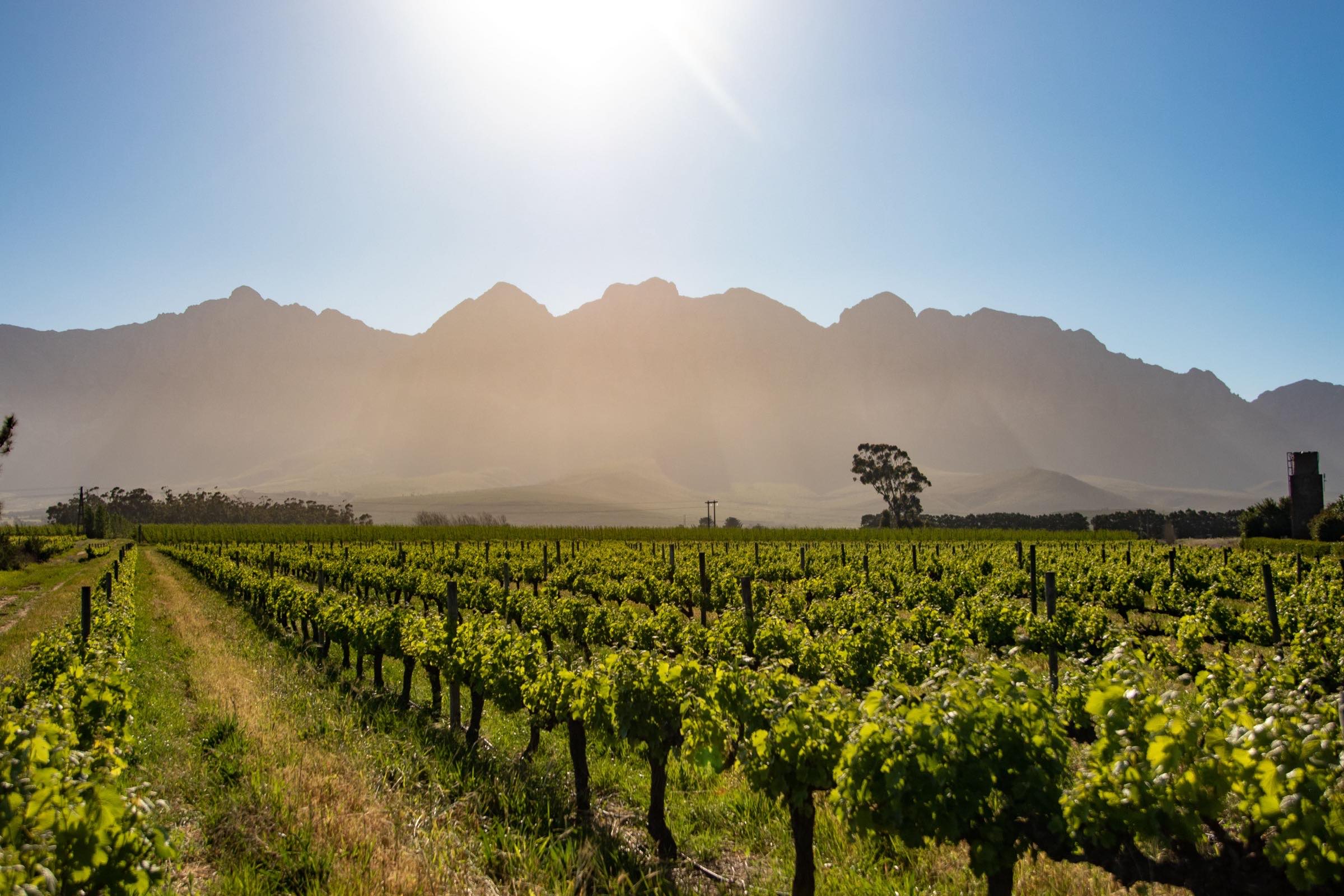 The Cape Town universe: Vineyard estate